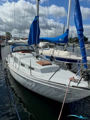 Great Dane 28 2